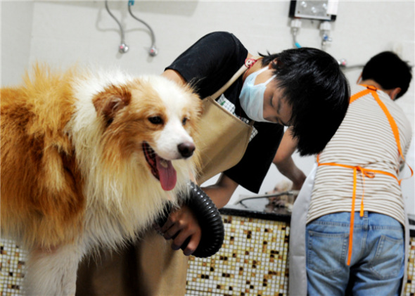 A dog gets a blow-drying in Wuyi county, East China's Zhejiang province, August 6, 2013. [Photo by Zhang Jiancheng/Asianewsphoto]