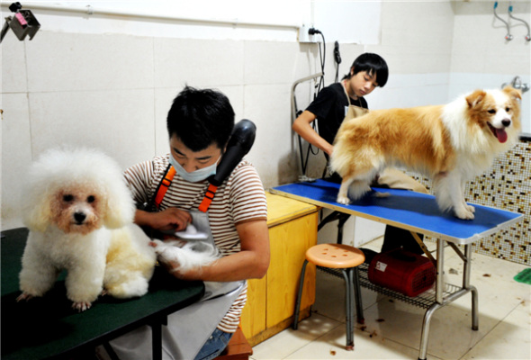 Staff members from a hot pet shop brush the fur of pampered pets in Wuyi county, East China's Zhejiang province, August 6, 2013. [Photo by Zhang Jiancheng/Asianewsphoto]