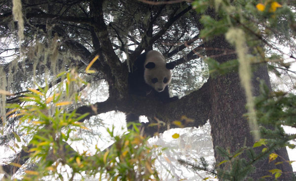 Taotao, the first panda to get wildlife training, was released a year ago in Ya'an, Sichuan province. He is spotted on Oct 30, 2013, and a physical examination confirmed it was Taotao and it has adjusted well to the wild during the past year. It was released again after the check-ups. Born in Wolong nature reserve in 2010, Taotao has received wildlife training in three stages, with each stage expanding his territory. After that, it was moved to Ya'an for a rejuvenation program at Liziping nature reserve. [Photo/Xinhua]