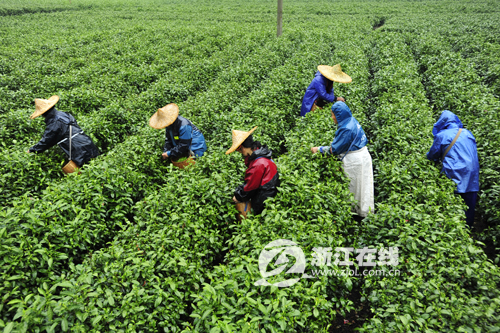 Qiandao Yu Ye tea (Photo/zjol.com.cn)