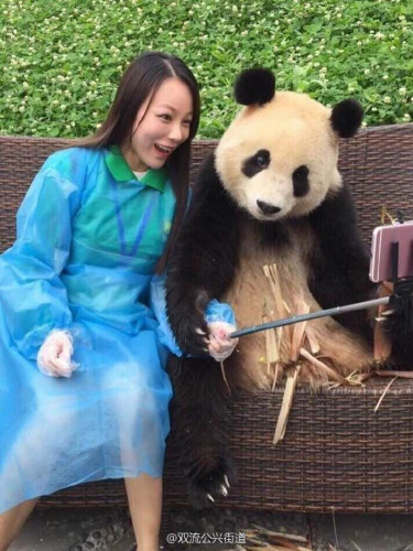 A panda from Chengdu recently made an impression on netizens after it took a selfie with a female visitor. In addition to holding onto the phone and taking the photo with the woman's help, the clever panda even adjusted its poses to create cuter photos. (Photo/bbs.chinadaily.com.cn)