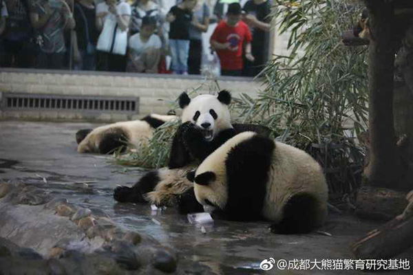 Meng Lan eats bamboo. The female panda at the Chengdu Research Base of Giant Panda Breeding in Southwest China's Sichuan province, celebrated her second birthday on July 4 by sharing an ice cake with other pandas. In May, she underwent an operation after suffering from a bone infection in her lower jaw. (Photo provided to China Daily)