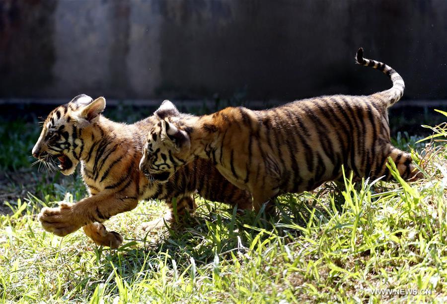 two tiger cubs meet with public in yangon zoological garden