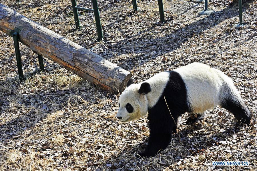 Giant panda enclosure open to public at Tianjin Zoo