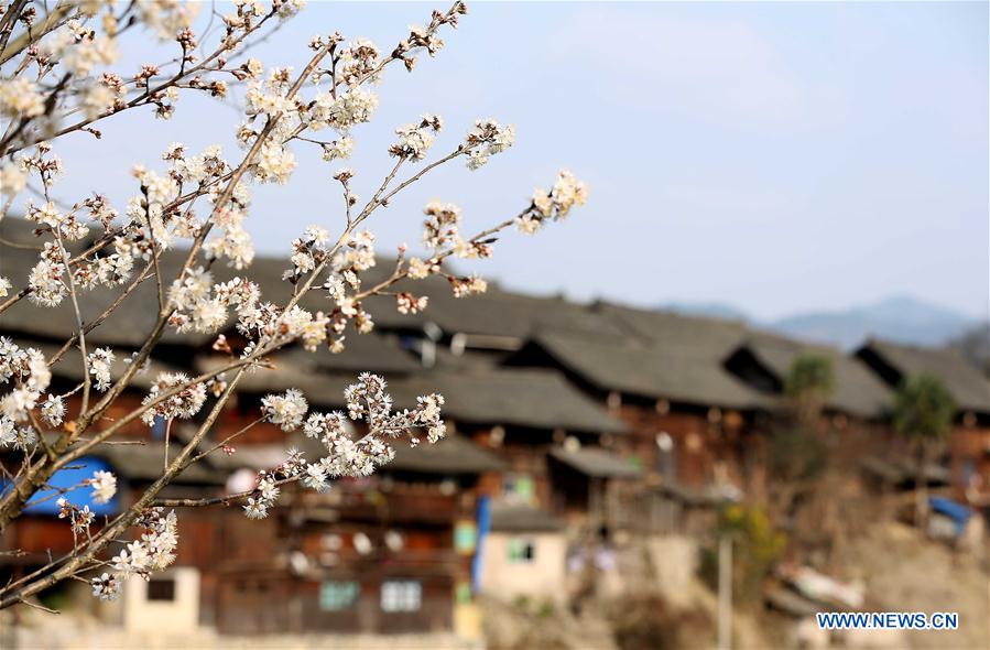 Pear blossoms seen in county of Guizhou