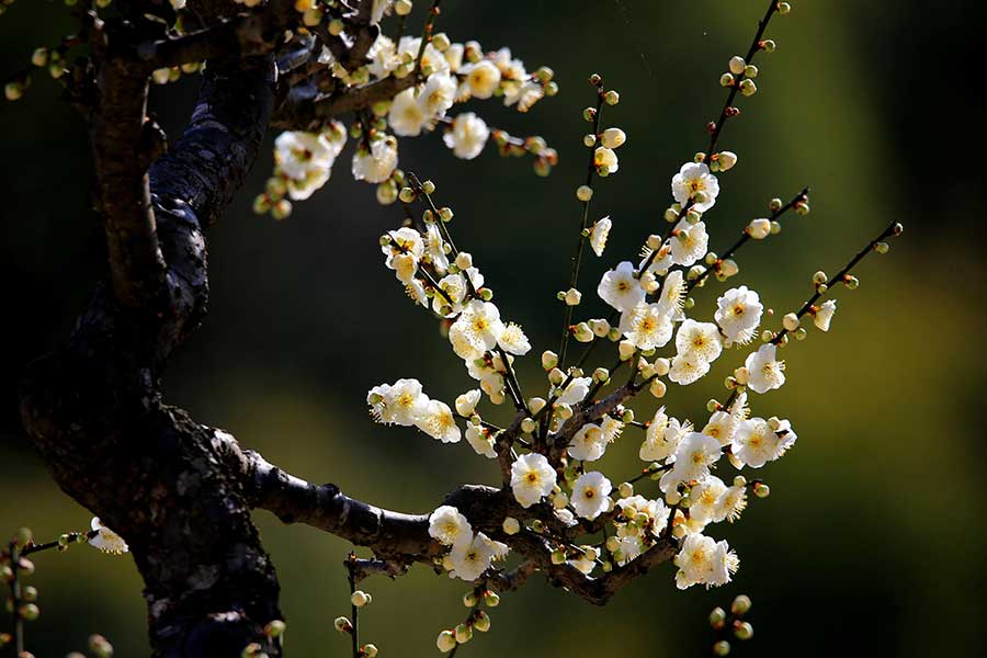 Plum blossoms seen in Maihuayu village, Anhui Province