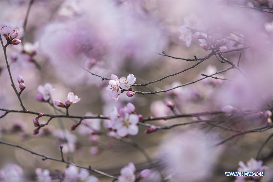 Scenery of peach blossoms in Shanxi