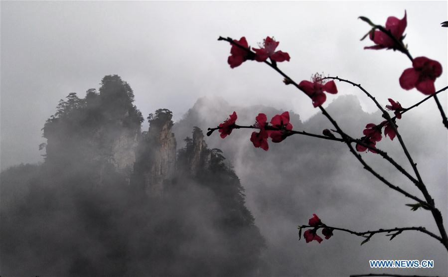 Scenery of Tianzi Mountain in Hunan