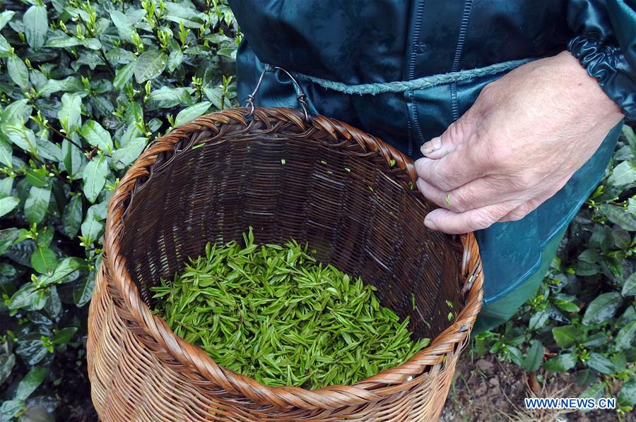 Farmers harvest Longjing tea in Hangzhou