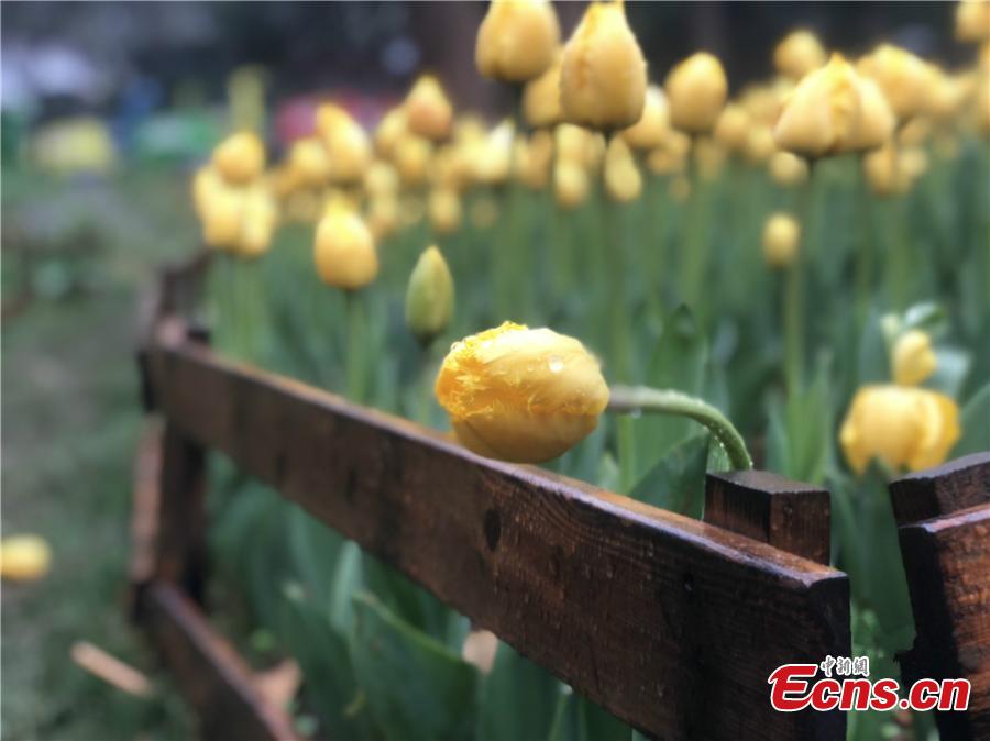 Spring flowers welcome visitors to Nanjing botanical garden