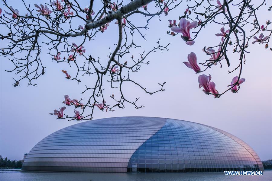 Magnolia blossoms seen in Beijing
