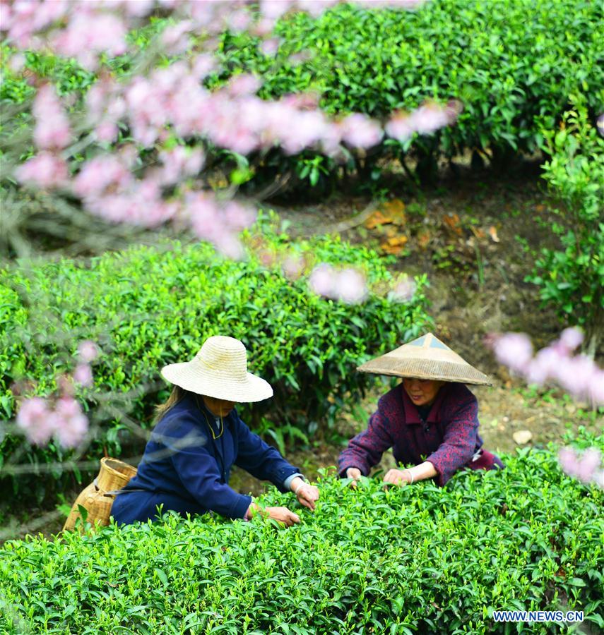 Farmers pick tea leaves across China