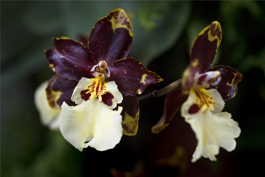 Orchid extravaganza kicks off