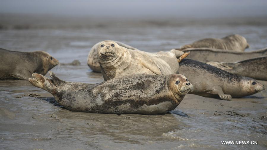 Spotted seals rest on coastal mudflat of Sandaogou, NE China