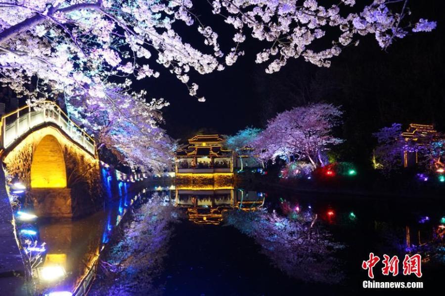 Night scene of cherry blossoms in Wuxi a great attraction
