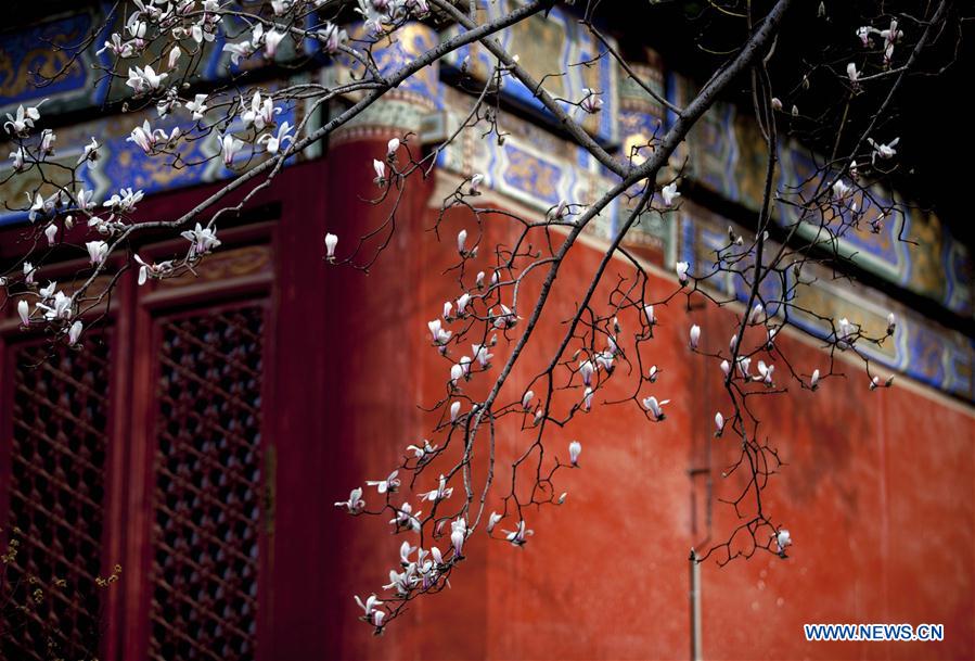 Magnolia flowers bloom at Tanzhe Temple in Beijing