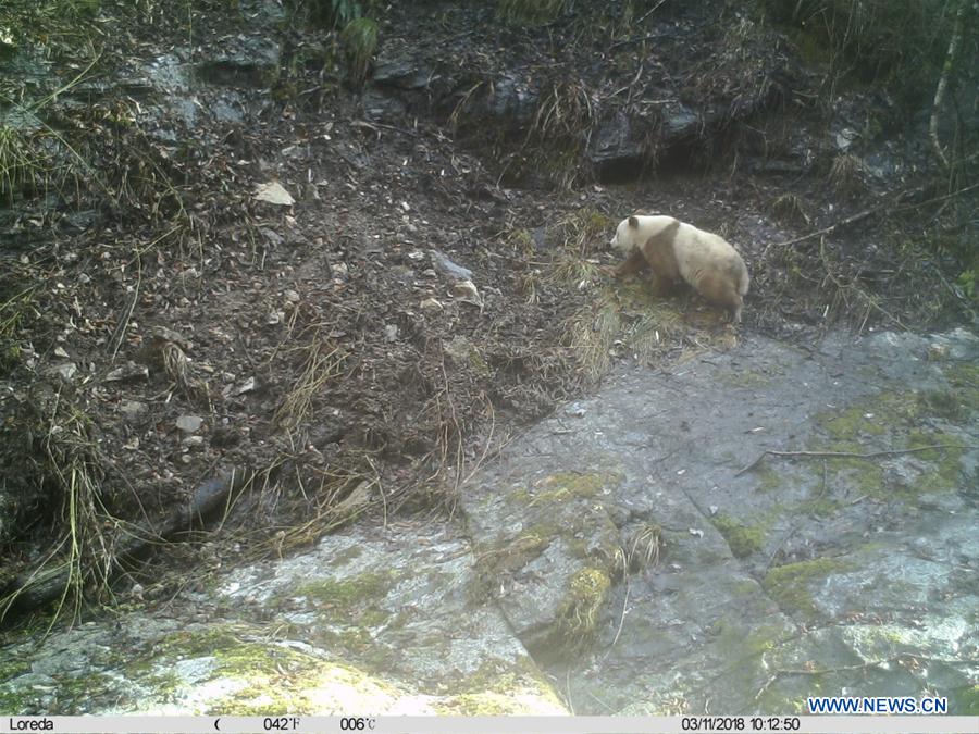 Rare brown panda caught on camera in China