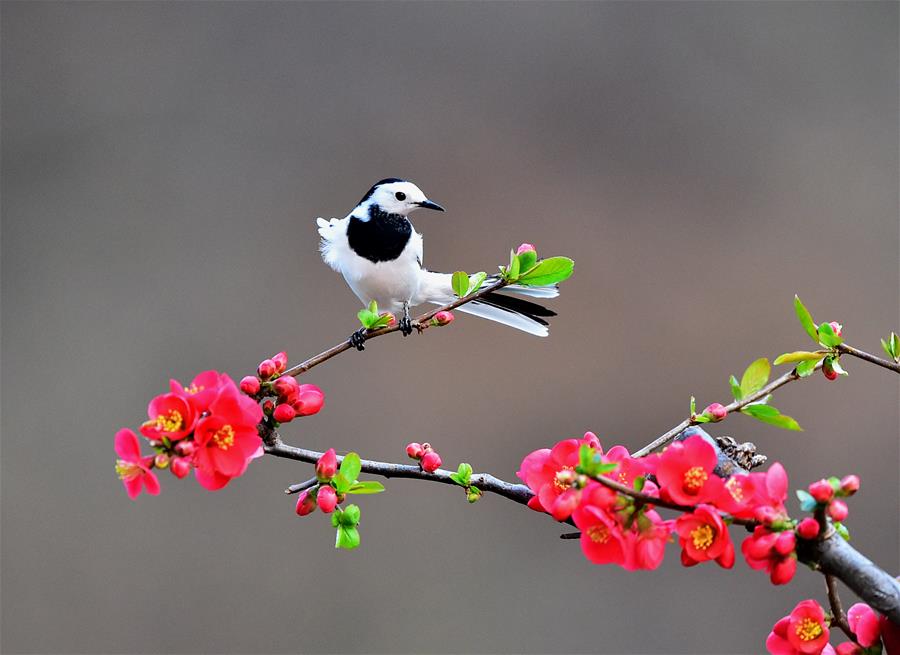 Birds seen at Lushan County, Henan