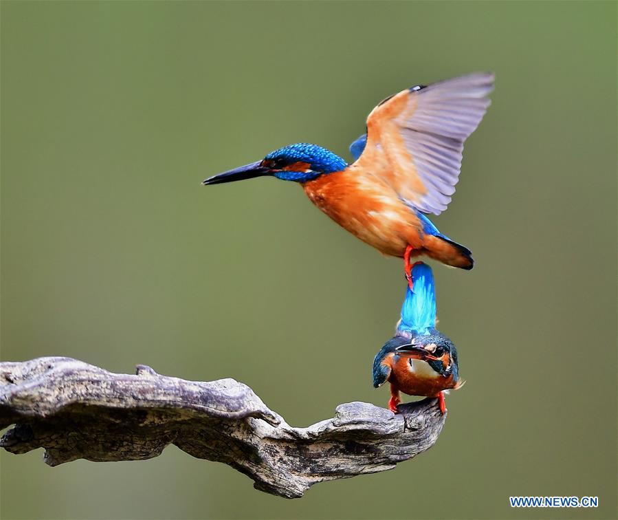 Kingfishers seen at national forest park in Fujian