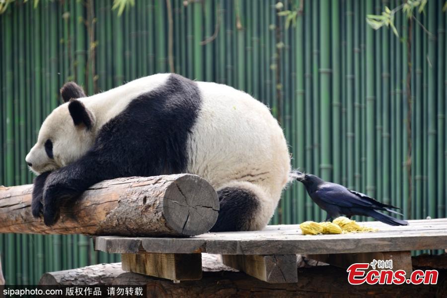 Crow plucks fur off panda's back 