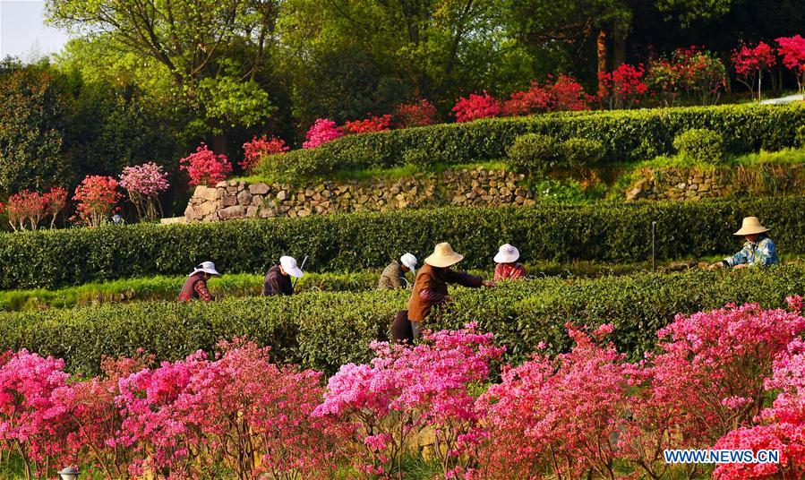 Growers harvest spring tea among azalea blossoms