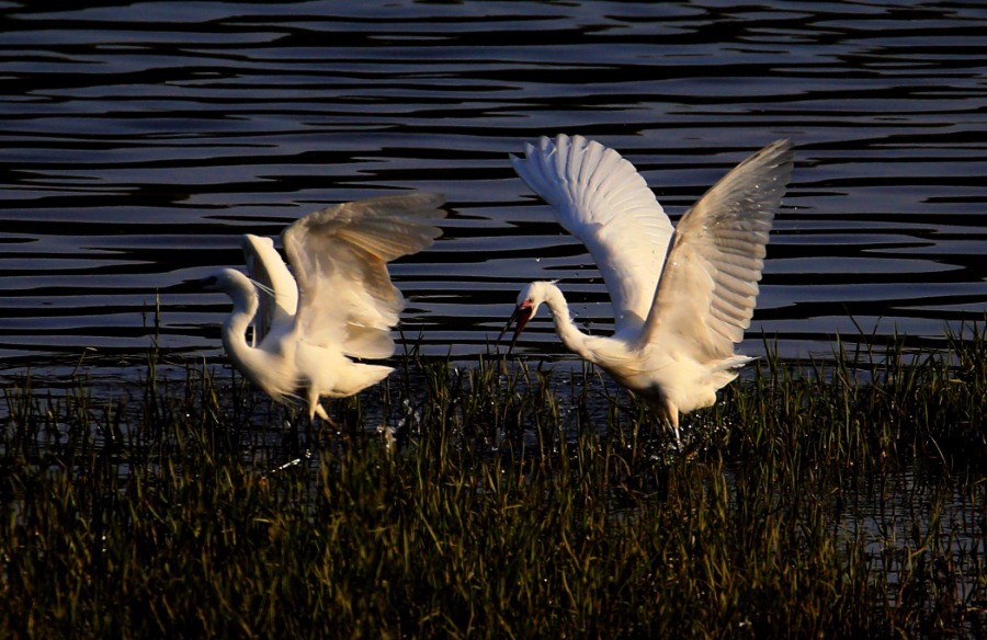 Egrets enjoy springtime weather in Anhui