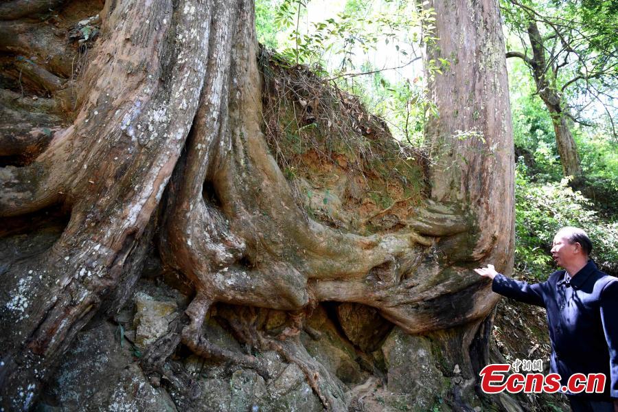 450-year-old trees share roots 