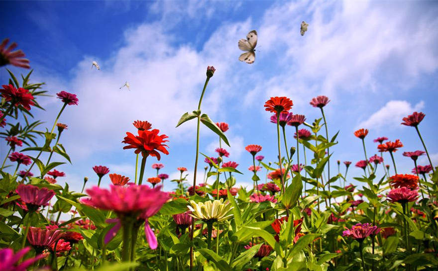 'Flower sea' in Fujian attracts tourists
