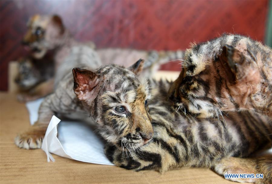 Heilongjiang breeding center welcomes over 30 Siberian tiger cubs
