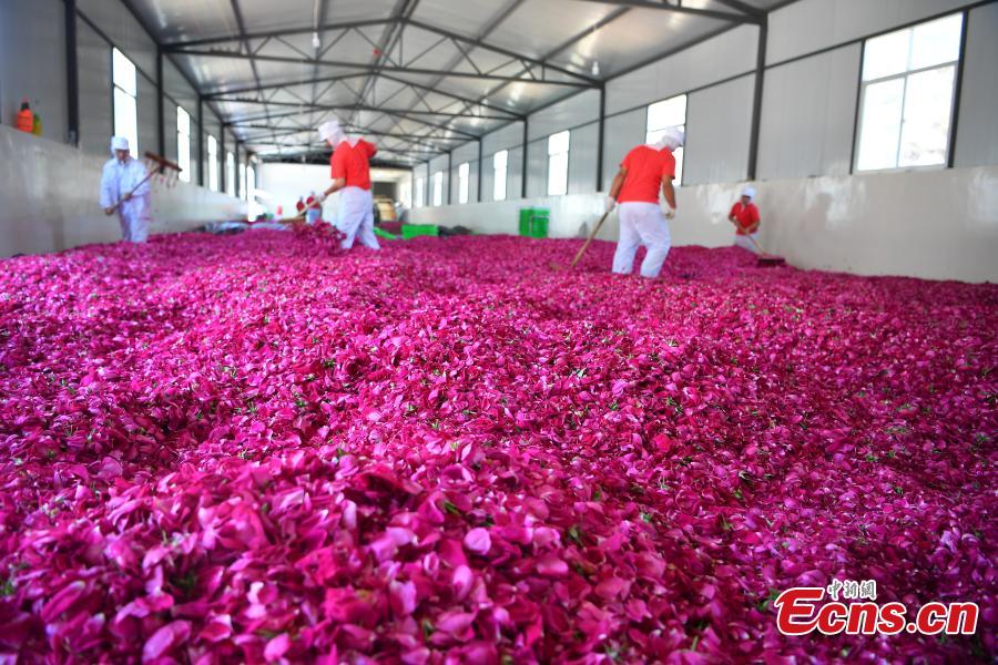 In pics: edible roses in Bajie, SW China's Yunnan