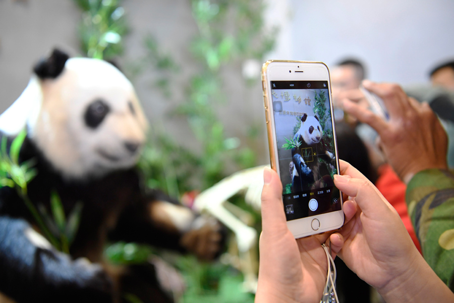 World's first plastinated giant panda displayed in Chengdu