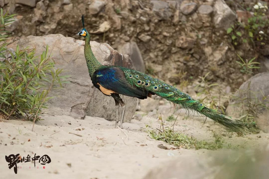 Images offer first good look at rare green peacocks