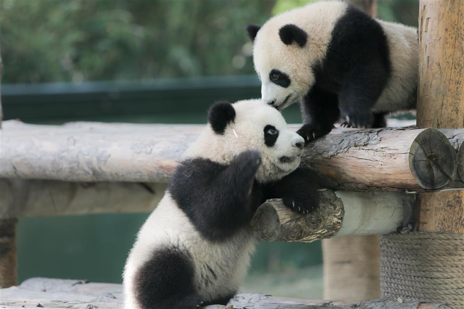 6-month-old panda cubs get names