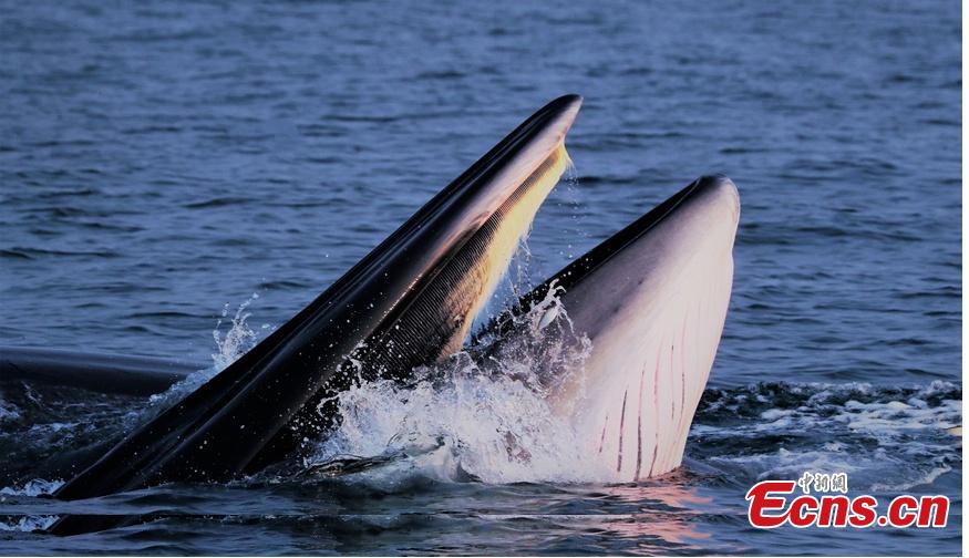 Whale pod found near shore in south China