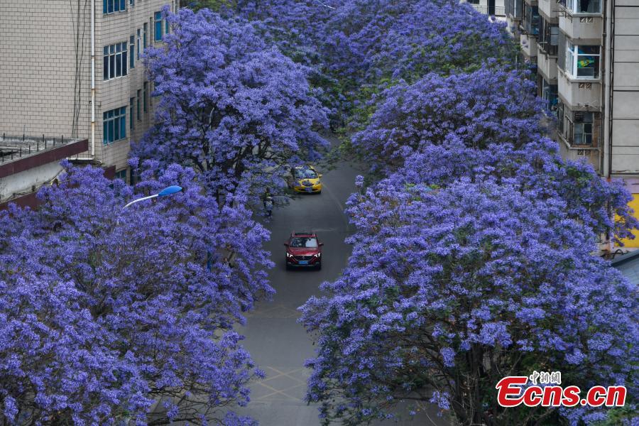 Blue blooms flank road in Kunming