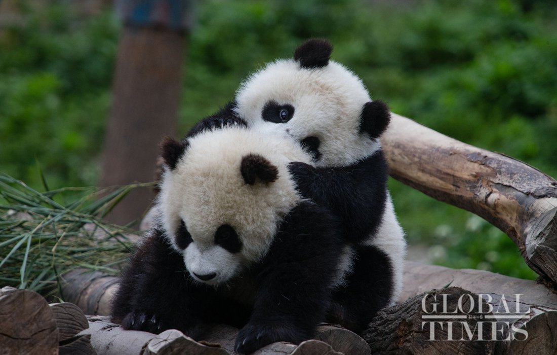 Shenshuping protection base in Sichuan now home to over 50 giant pandas