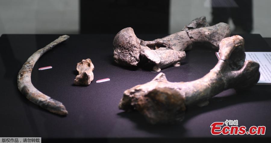Butchered rhino suggests humans lived in the Philippines 700,000 years ago