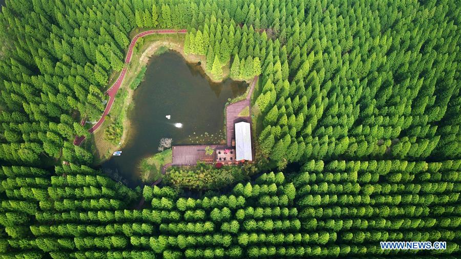 Scenery of Yellow Sea National Forest Park in Jiangsu