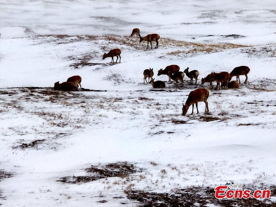 Tibetan antelope search for food in snow 