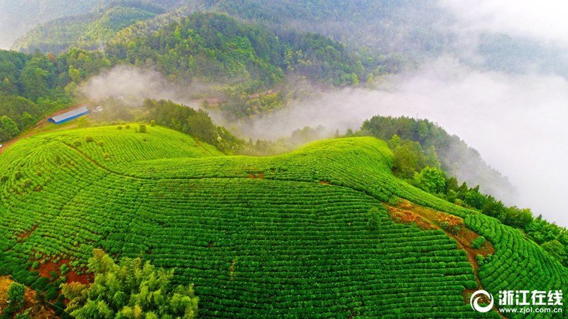 A sea of clouds washes over organic tea gardens in Zhejiang