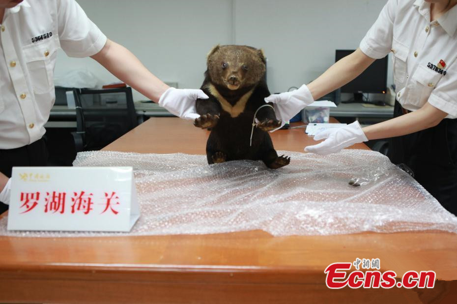 Shenzhen customs seizes black bear specimen 