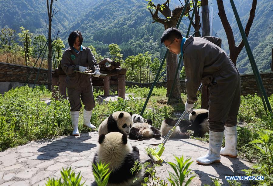 Shenshuping protection base home to more than 50 giant pandas
