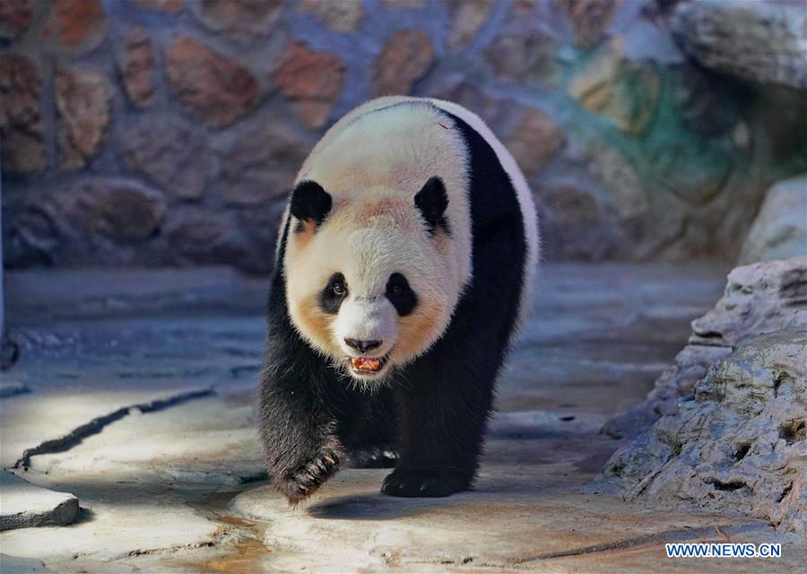 Four giant pandas from Chengdu start three-year trip in northern cities