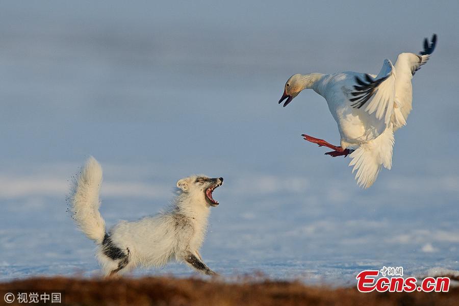 Wild Arctic fox photos from Wrangel Island