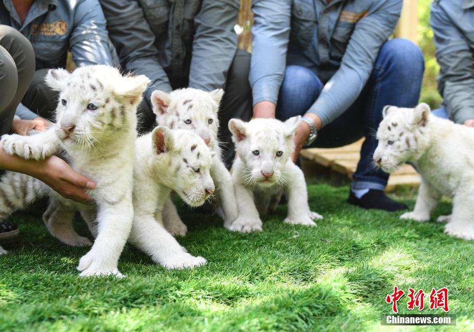 Rare snow tiger quintuplets debut in E China