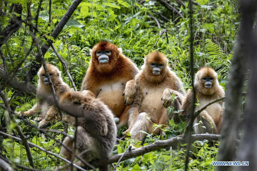 Golden monkeys seen in Shennongjia National Park
