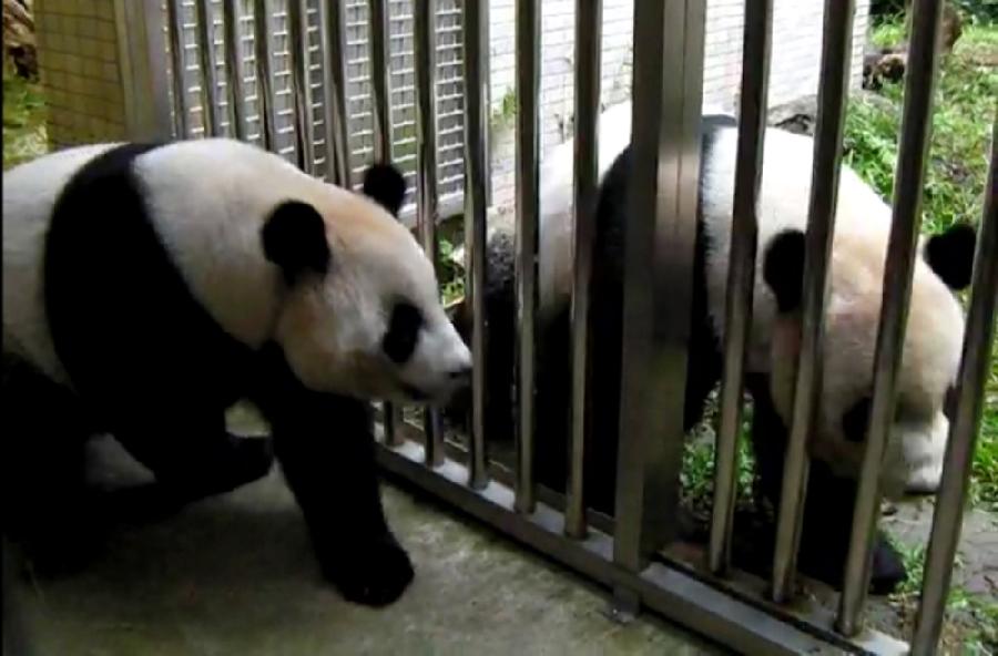 giant-pandas-get-date-in-taipei-zoo-1-2-headlines-features-photo