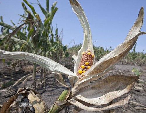 Drought-damaged corn is seen in a field near Nickerson, Nebraska, on Thursday. Dry conditions have worsened in the key farming states of Kansas and Nebraska as the worst US drought in decades continues, the latest US national report said. (China Daily/Age