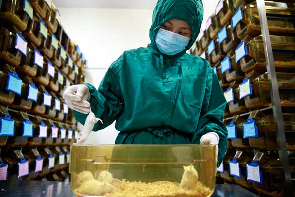 A researcher checks the conditions of rats used for laboratory tests at the National Institute of Biological Sciences in Beijing. (Photo: China Daily/Feng Yongbin)